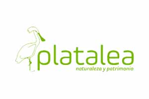 platalea